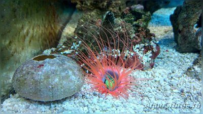 Цилиндрическая роза, или трубчатый анемон (Pachycerianthus sp.)