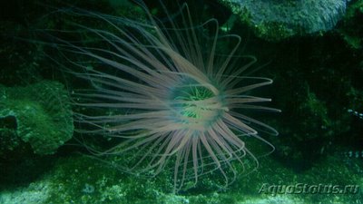 Цилиндрическая роза, или трубчатый анемон (Pachycerianthus sp.)