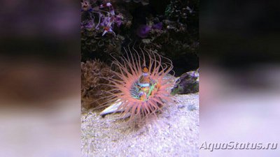 Цилиндрическая роза, или трубчатый анемон (Pachycerianthus sp.)