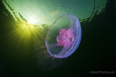 Медуза лунная, или Аурелия аурита (Aurelia aurita)