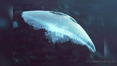 Медуза лунная, или Аурелия аурита (Aurelia aurita)