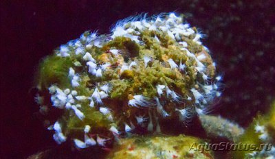 Медуза лунная, или Аурелия аурита (Aurelia aurita)