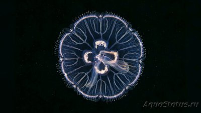 Медуза лунная, или Аурелия аурита (Aurelia aurita)