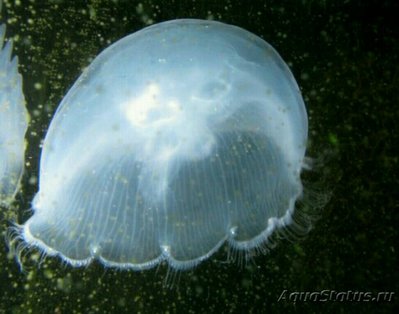 Медуза лунная, или Аурелия аурита (Aurelia aurita)