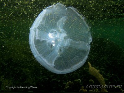 Медуза лунная, или Аурелия аурита (Aurelia aurita)