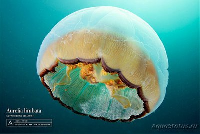 Медуза лунная Аурелия лимбата (Aurelia limbata)