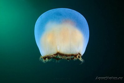 Медуза лунная Аурелия лимбата (Aurelia limbata)