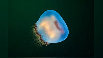 Медуза лунная Аурелия лимбата (Aurelia limbata)