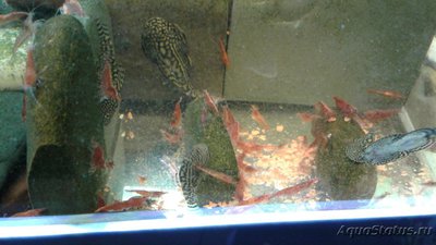 Аквариумные пресноводные креветки вишня - продажа. 15 р./1 шт.