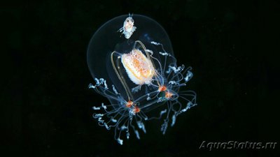 Медуза Бугенвиллия надбровная ( Bougainvillia superciliaris )