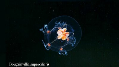 Медуза Бугенвиллия надбровная ( Bougainvillia superciliaris )