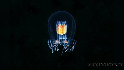 Медуза Бугенвиллия надбровная ( Bougainvillia superciliaris )