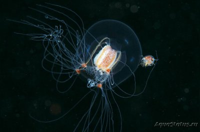 Медуза Бугенвиллия надбровная ( Bougainvillia superciliaris )
