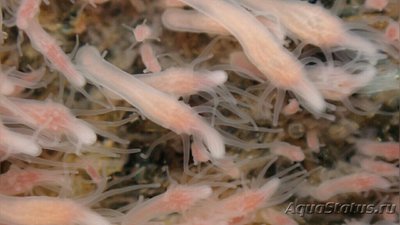 Медуза ,, Клава мультикорнис " ( Clava multicornis/Club Polyp/Club Hydrozoon/Stock Image Hydropolyp )