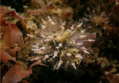 Медуза ,, Клава мультикорнис " ( Clava multicornis/Club Polyp/Club Hydrozoon/Stock Image Hydropolyp )