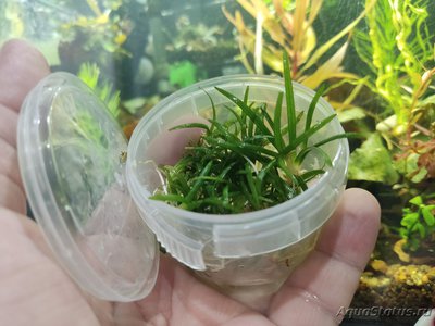 Опознание аквариумных растений