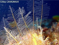 Медуза Криптолярия гребенчатая ( Cryptolaria pectinata/Hydrozoa )