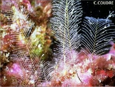 Медуза Криптолярия гребенчатая ( Cryptolaria pectinata/Hydrozoa )