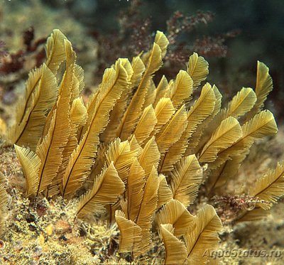 Медуза Гимнангиум Монтагуи, или Голдфедерполип ( Gymnangium montagui )