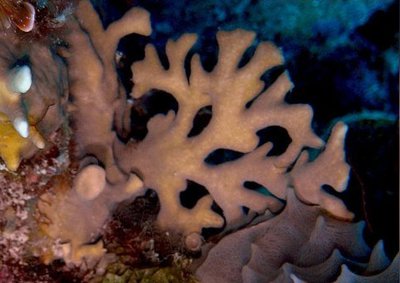 Mедуза "Рога лося" (Мillepora alcicornis)