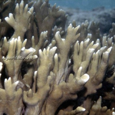 Mедуза "Рога лося" (Мillepora alcicornis)