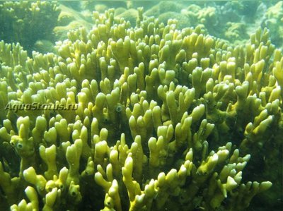 Медуза "Миллепора бразильская" (Millepora braziliensis)
