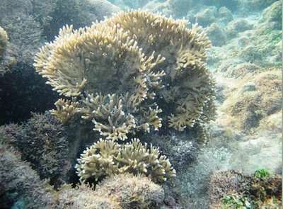Медуза "Миллепора бразильская" (Millepora braziliensis)