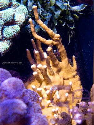 Медуза - огненный коралл ( Millepora intricata)