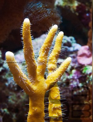 Медуза - огненный коралл ( Millepora intricata)
