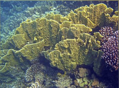 Медуза - пластинчатый огненный коралл ( Millepora platyphylla/Slab Fire Coral )