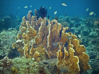 Медуза - пластинчатый огненный коралл ( Millepora platyphylla/Slab Fire Coral )