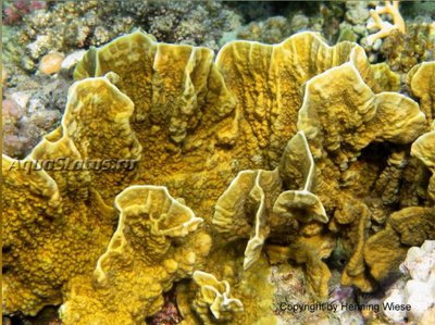 Медуза - пластинчатый огненный коралл ( Millepora platyphylla/Slab Fire Coral )