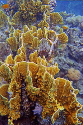 Медуза - пластинчатый огненный коралл ( Millepora platyphylla/Slab Fire Coral )
