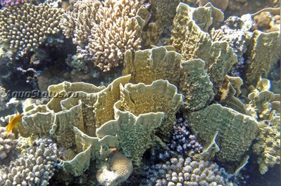 Медуза - пластинчатый огненный коралл ( Millepora platyphylla/Slab Fire Coral )