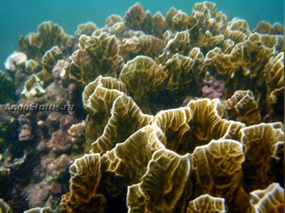 Медуза - огненный коралл ( Millepora squarpink)