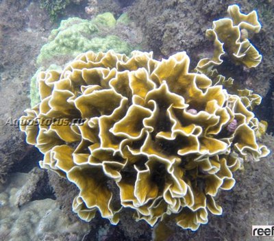 Медуза - огненный коралл ( Millepora squarpink)