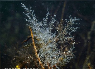 Медуза Обелия дихотомическая ( Obelia dichotoma/Hydrozoon)