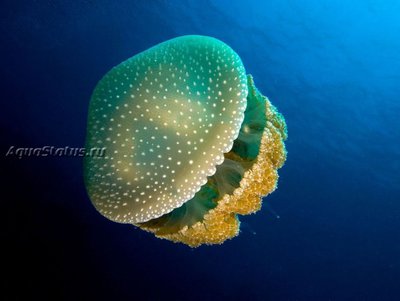 Медуза Австралийская пятнистая ( Phyllorhiza punctata)