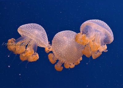 Медуза Австралийская пятнистая ( Phyllorhiza punctata)