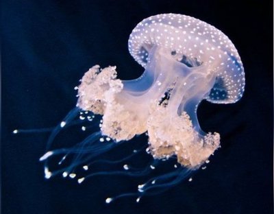 Медуза Австралийская пятнистая ( Phyllorhiza punctata)