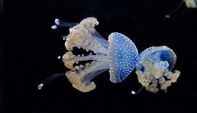 Медуза Австралийская пятнистая ( Phyllorhiza punctata)