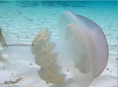 Медуза Ризостома желтая  ( Rhizostoma luteum )