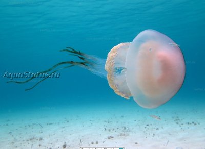 Медуза Ризостома желтая  ( Rhizostoma luteum )