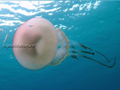 Медуза Ризостома желтая  ( Rhizostoma luteum )