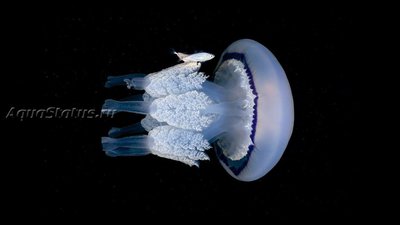 Медуза средиземноморская желтая цветная ( Rhizostoma pulmo)