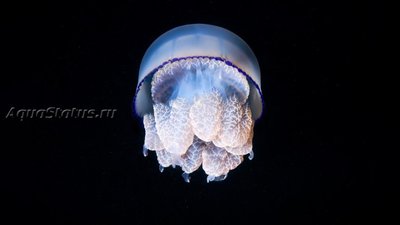 Медуза средиземноморская желтая цветная ( Rhizostoma pulmo)