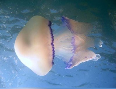 Медуза средиземноморская желтая цветная ( Rhizostoma pulmo)