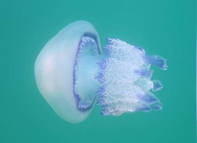 Медуза средиземноморская желтая цветная ( Rhizostoma pulmo)