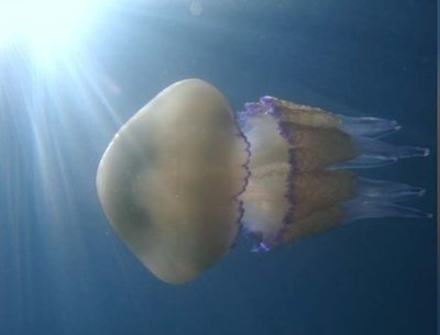 Медуза средиземноморская желтая цветная ( Rhizostoma pulmo)