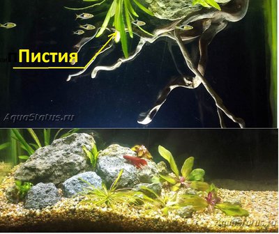 Мой аквариум 35 литров (Tetrancistrus)